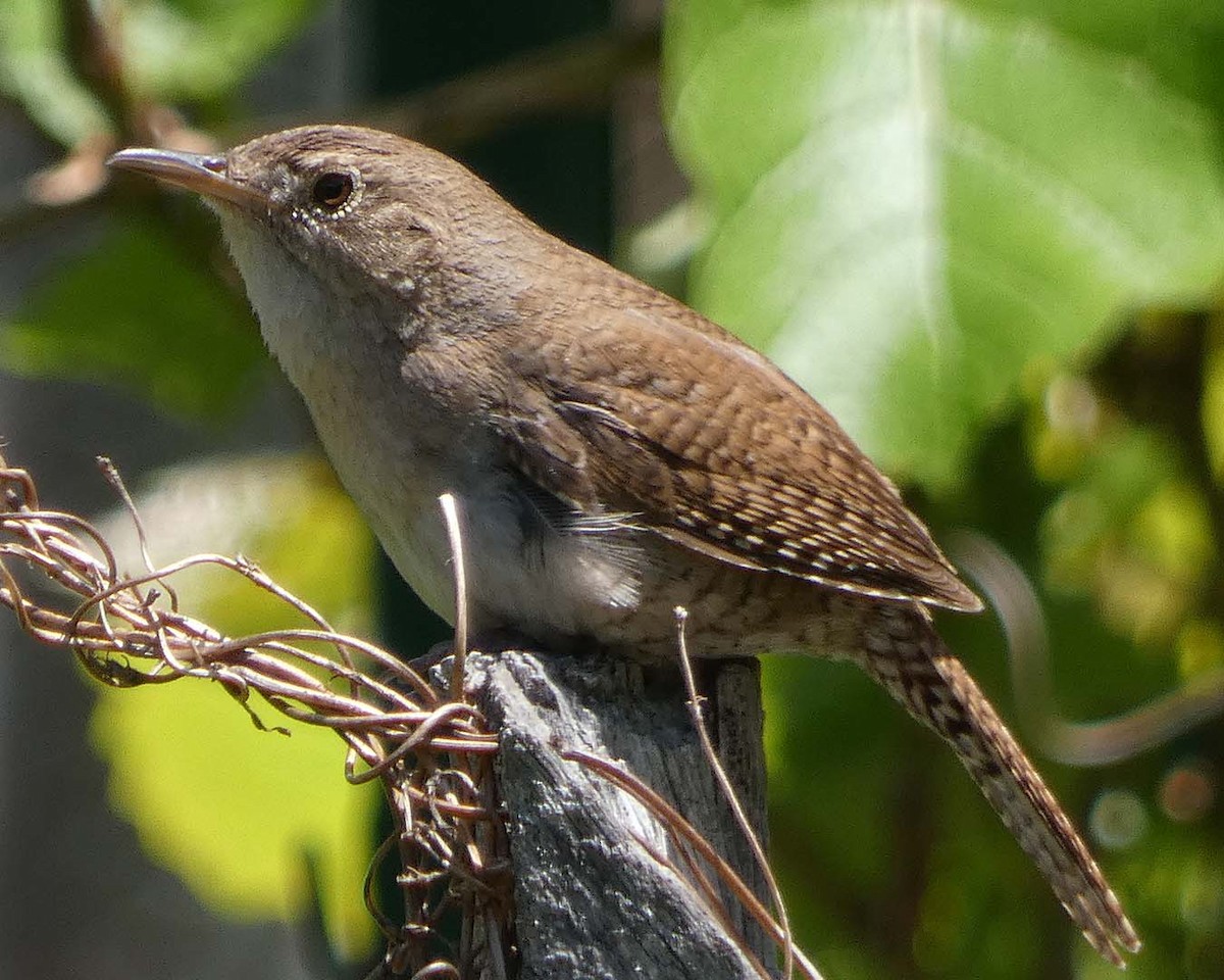 Northern House Wren - ML636614406
