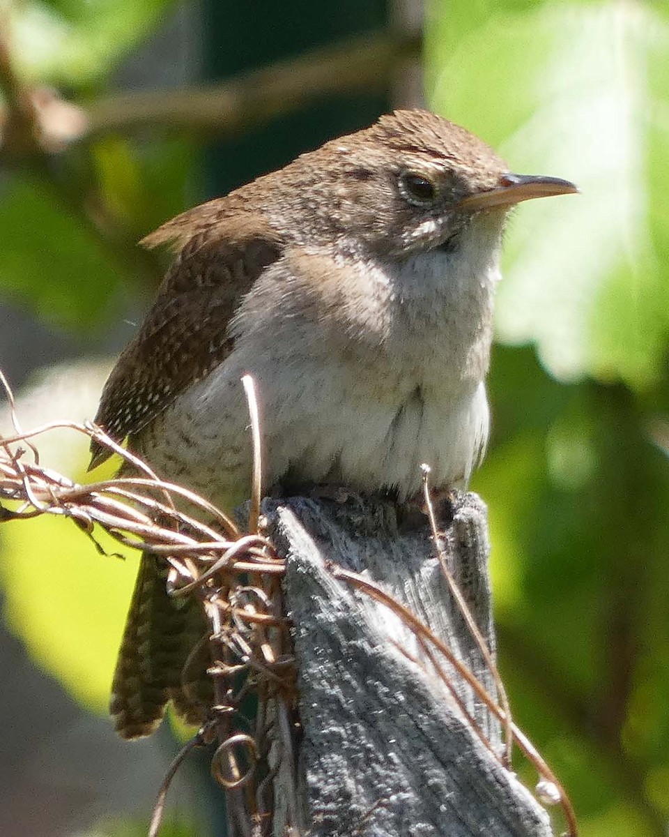 Northern House Wren - ML636614407