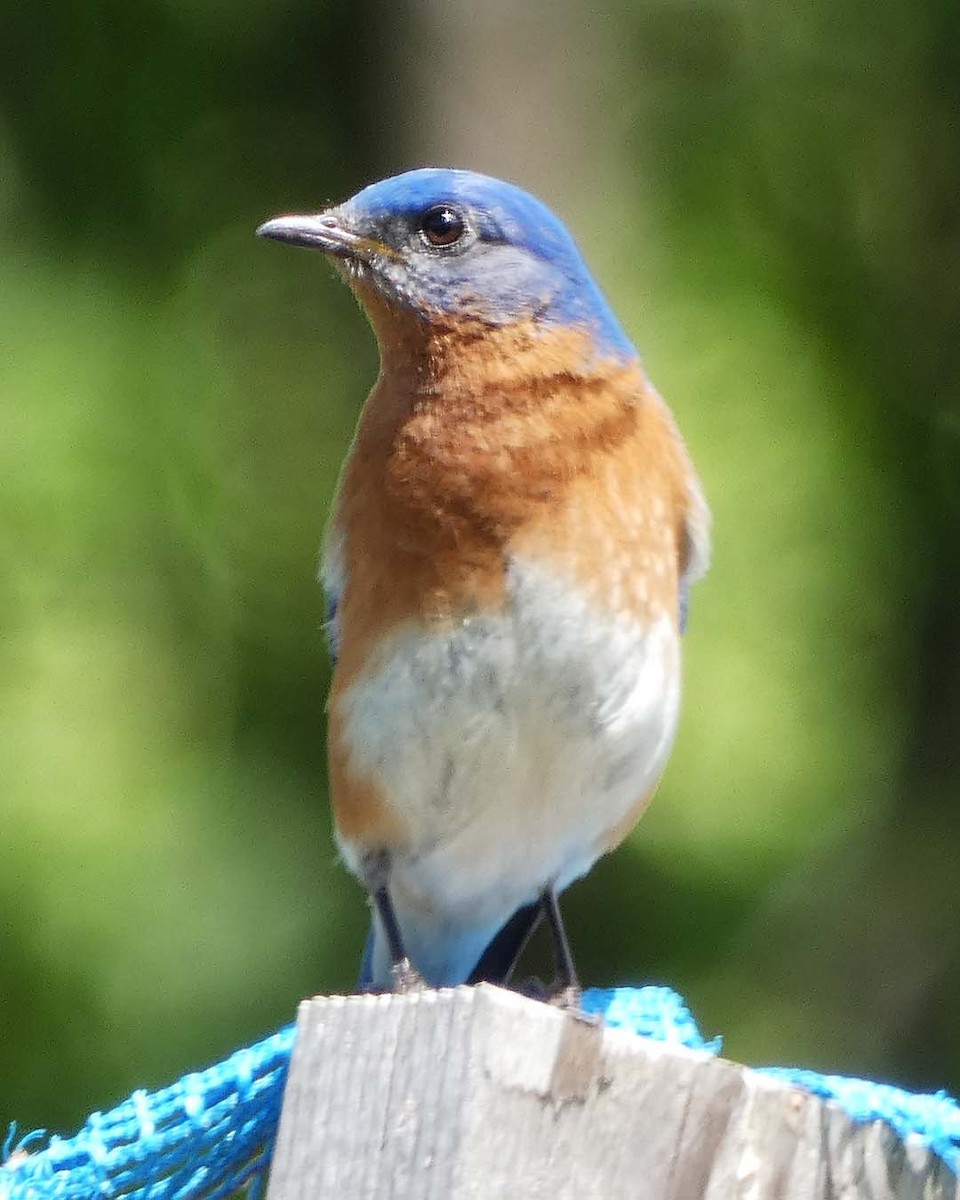 Eastern Bluebird - ML636614433
