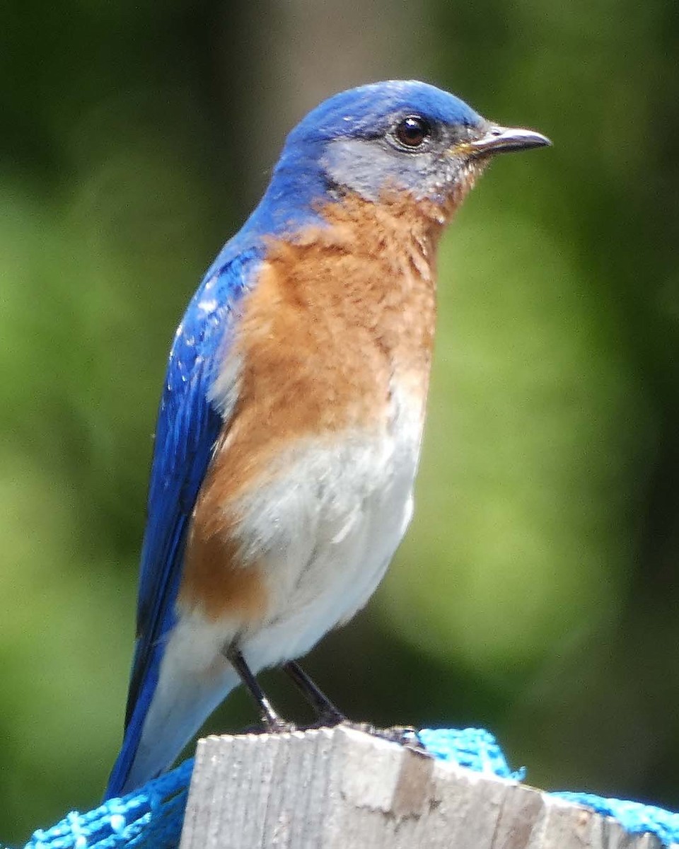 Eastern Bluebird - ML636614434