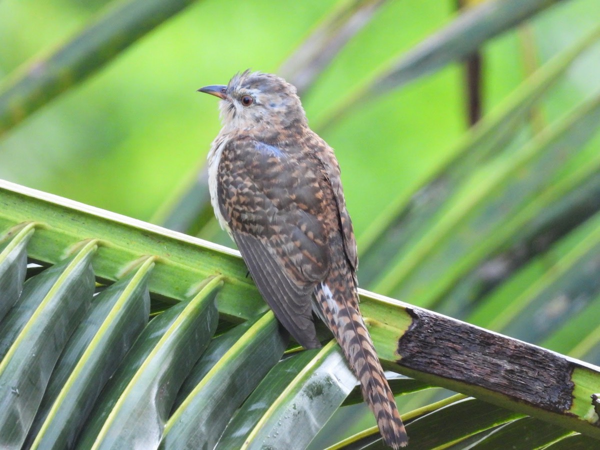 Plaintive Cuckoo - ML636614488
