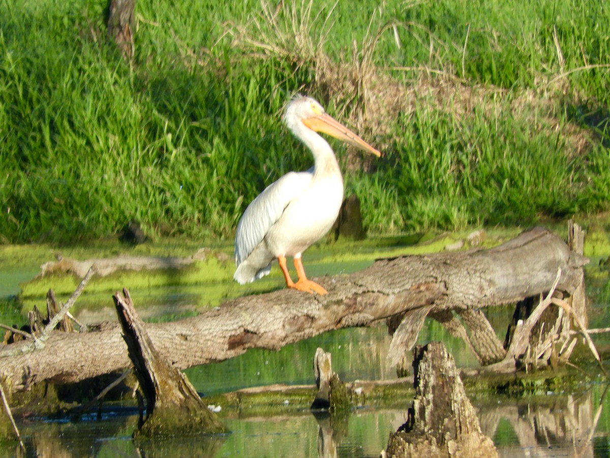American White Pelican - ML636614551