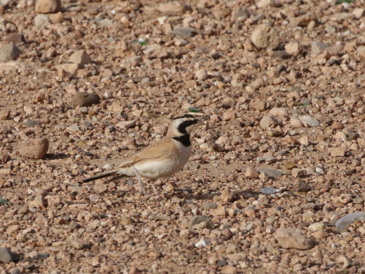 Temminck's Lark - ML636614593