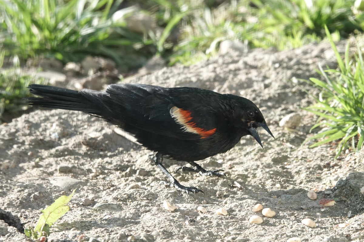 Red-winged Blackbird - ML636614596
