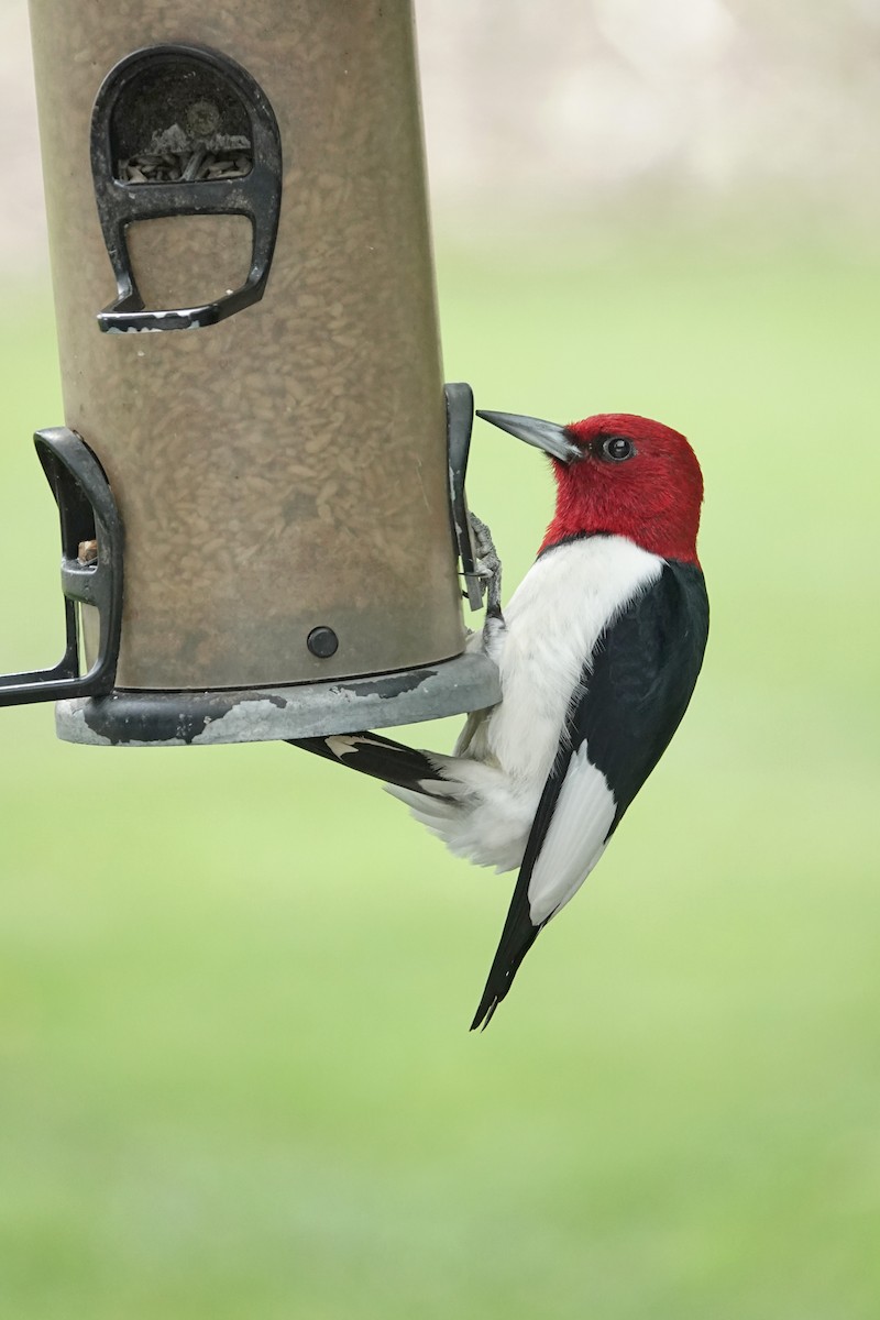 Red-headed Woodpecker - ML636614653