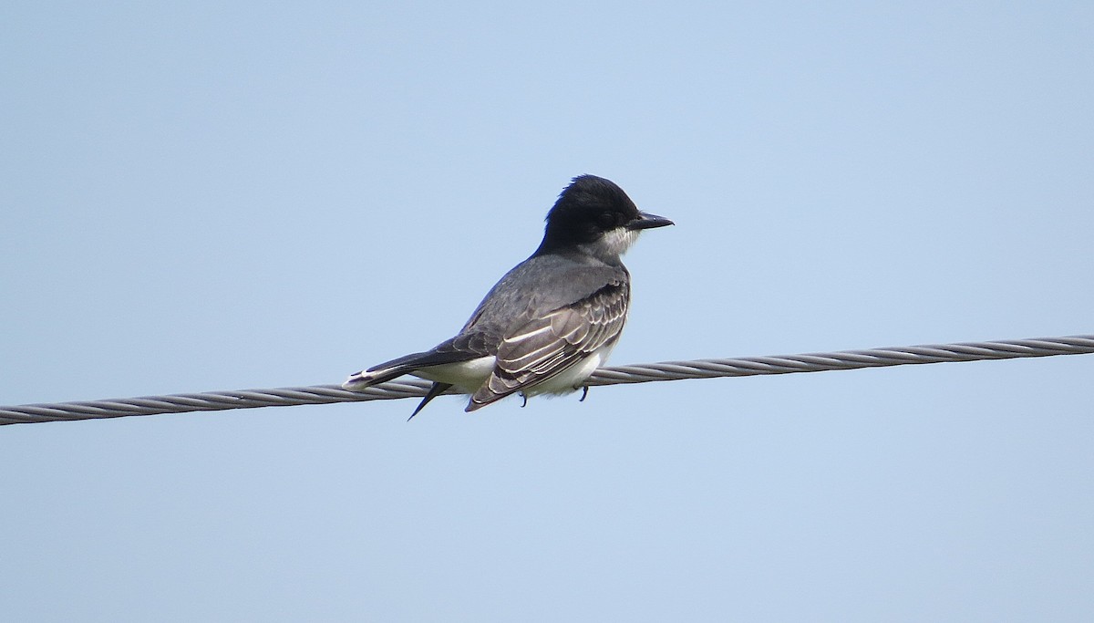 Eastern Kingbird - ML636614703