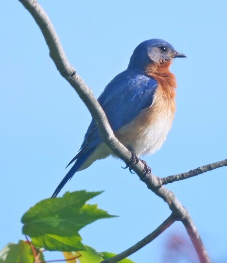 Eastern Bluebird - ML636614747