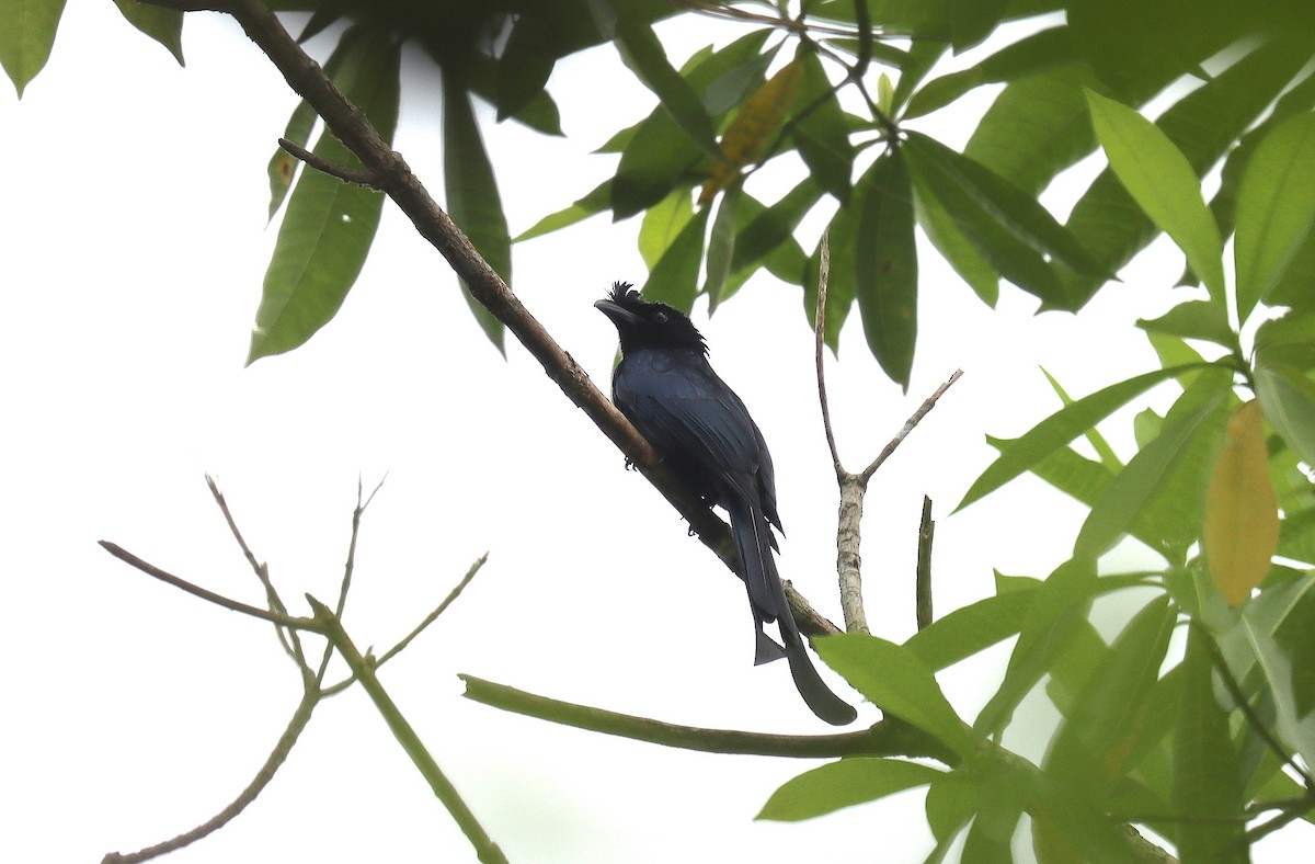 Sri Lanka Drongo - ML636614748