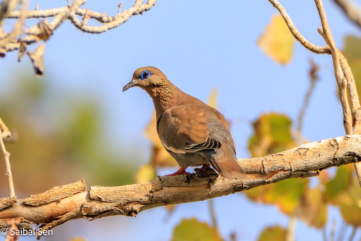 West Peruvian Dove - ML636614750