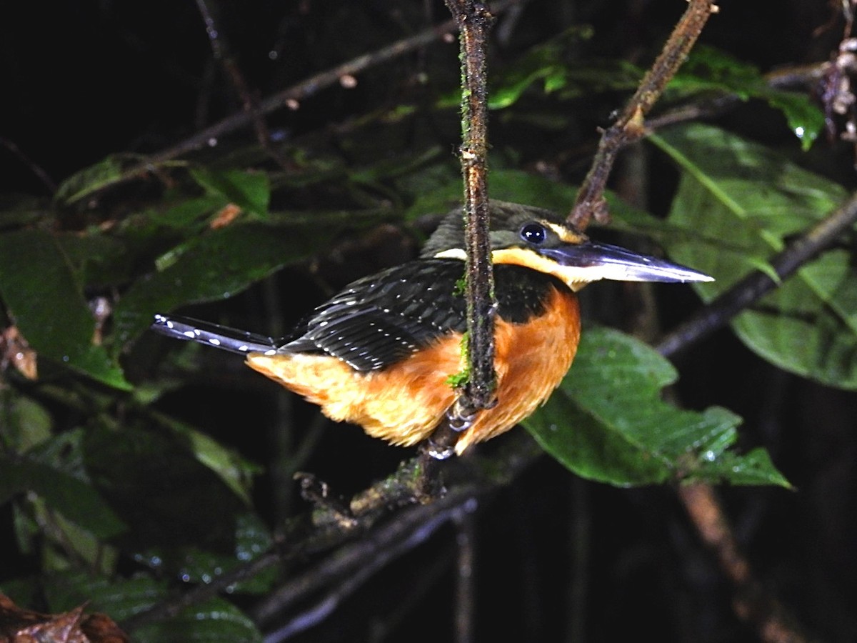 Green-and-rufous Kingfisher - ML636614788