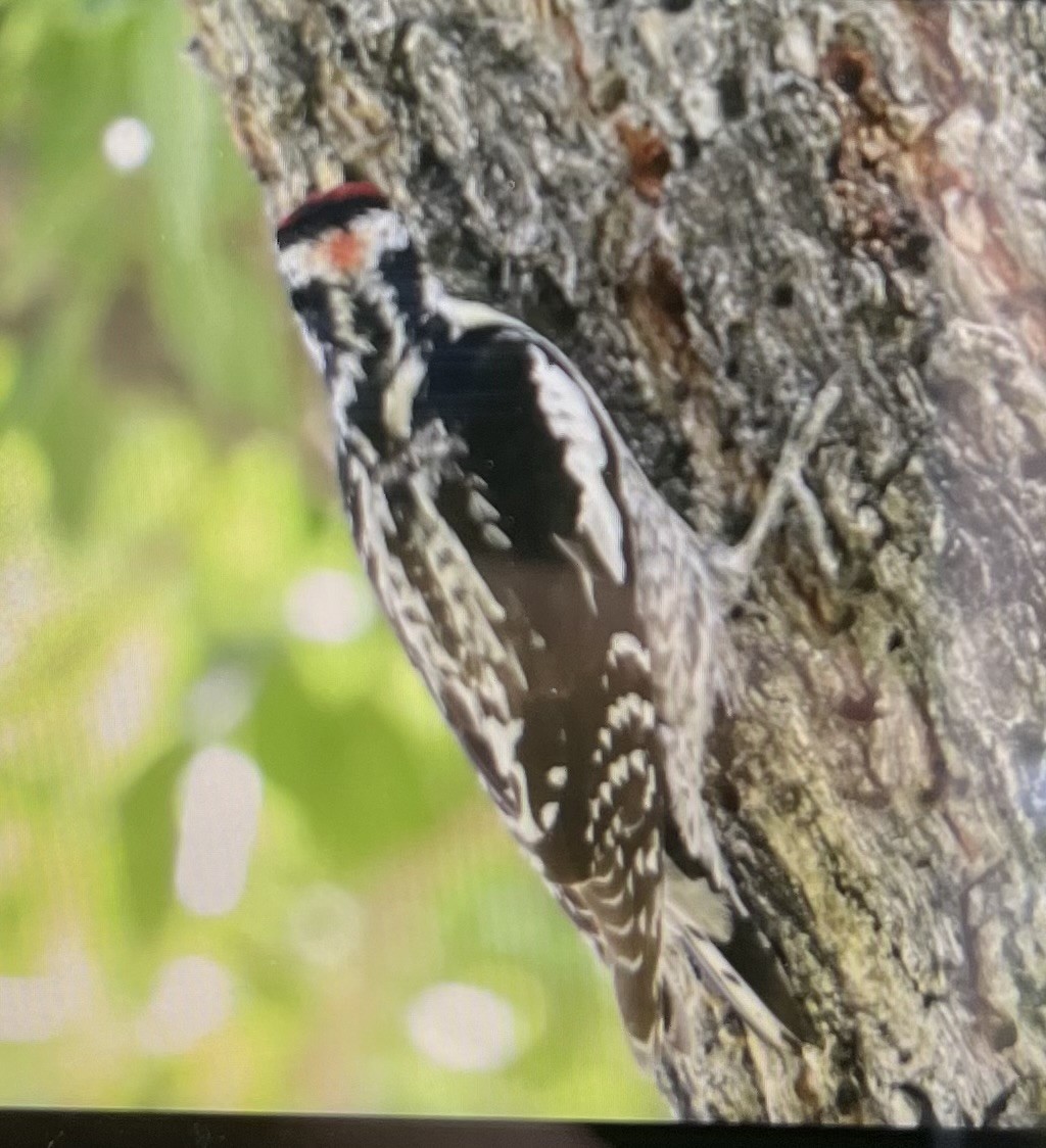 Red-naped Sapsucker - ML636614856