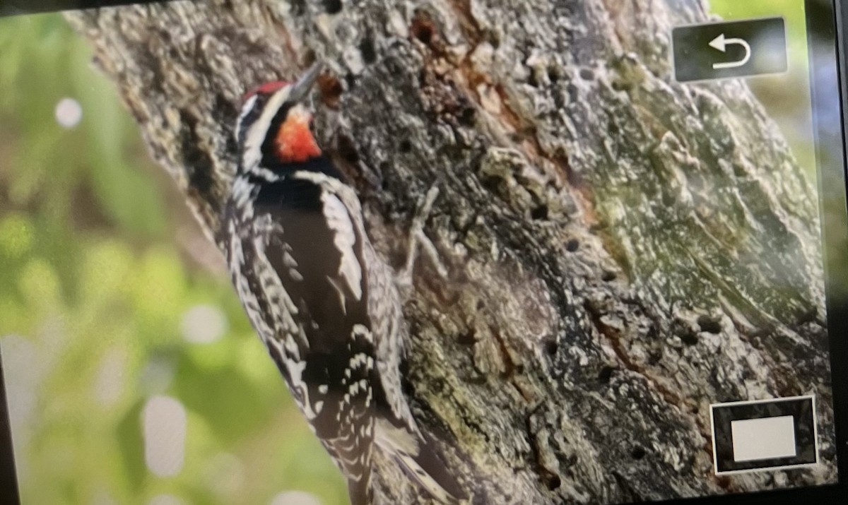 Red-naped Sapsucker - ML636614857