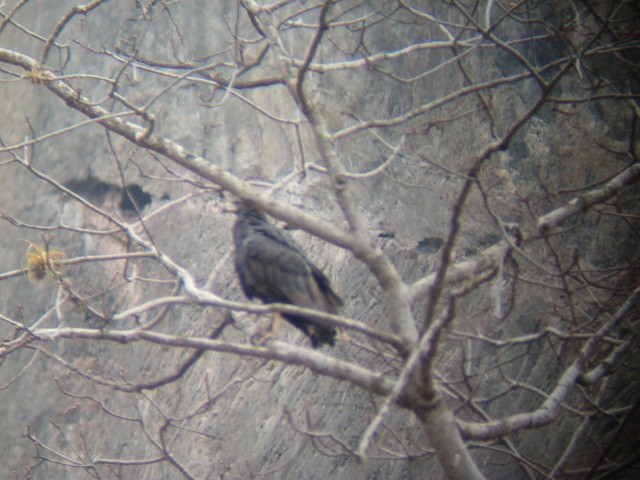 Solitary Eagle - ML636614884