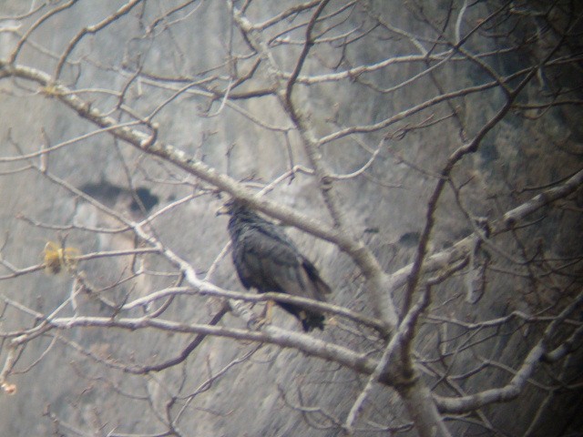 Solitary Eagle - ML636614885