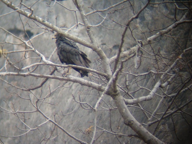 Solitary Eagle - ML636614886