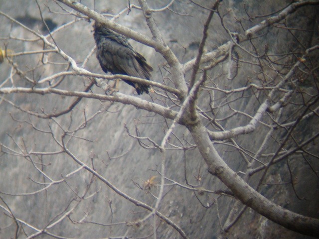 Solitary Eagle - ML636614887