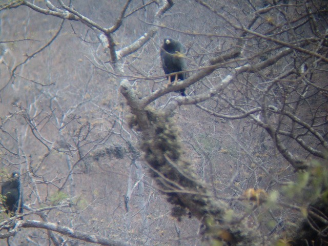 Solitary Eagle - ML636614888