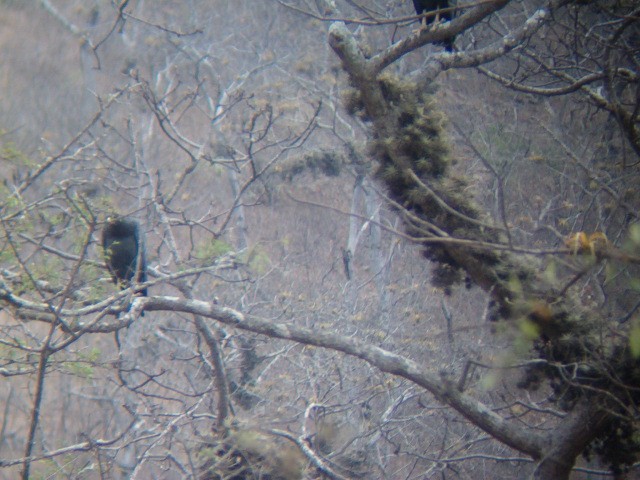Solitary Eagle - ML636614889
