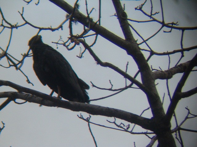 Solitary Eagle - ML636614890