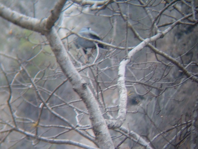 Solitary Eagle - ML636614891