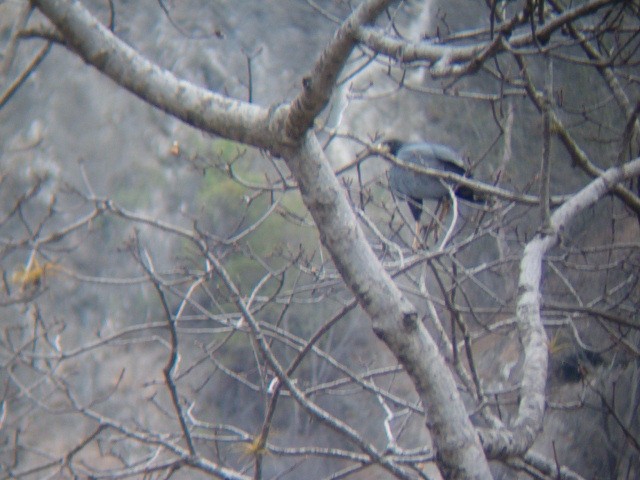 Solitary Eagle - ML636614892