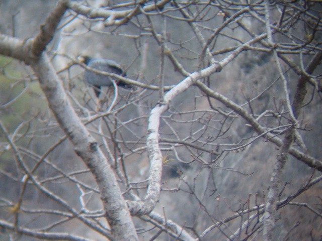 Solitary Eagle - ML636614893