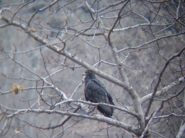 Solitary Eagle - ML636614894