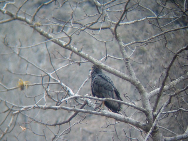 Solitary Eagle - ML636614895