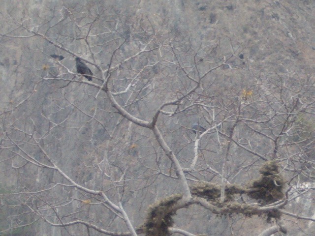 Solitary Eagle - ML636614896