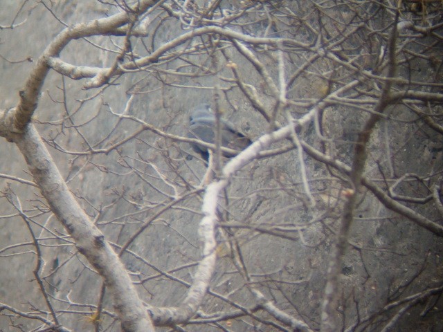 Solitary Eagle - ML636614897