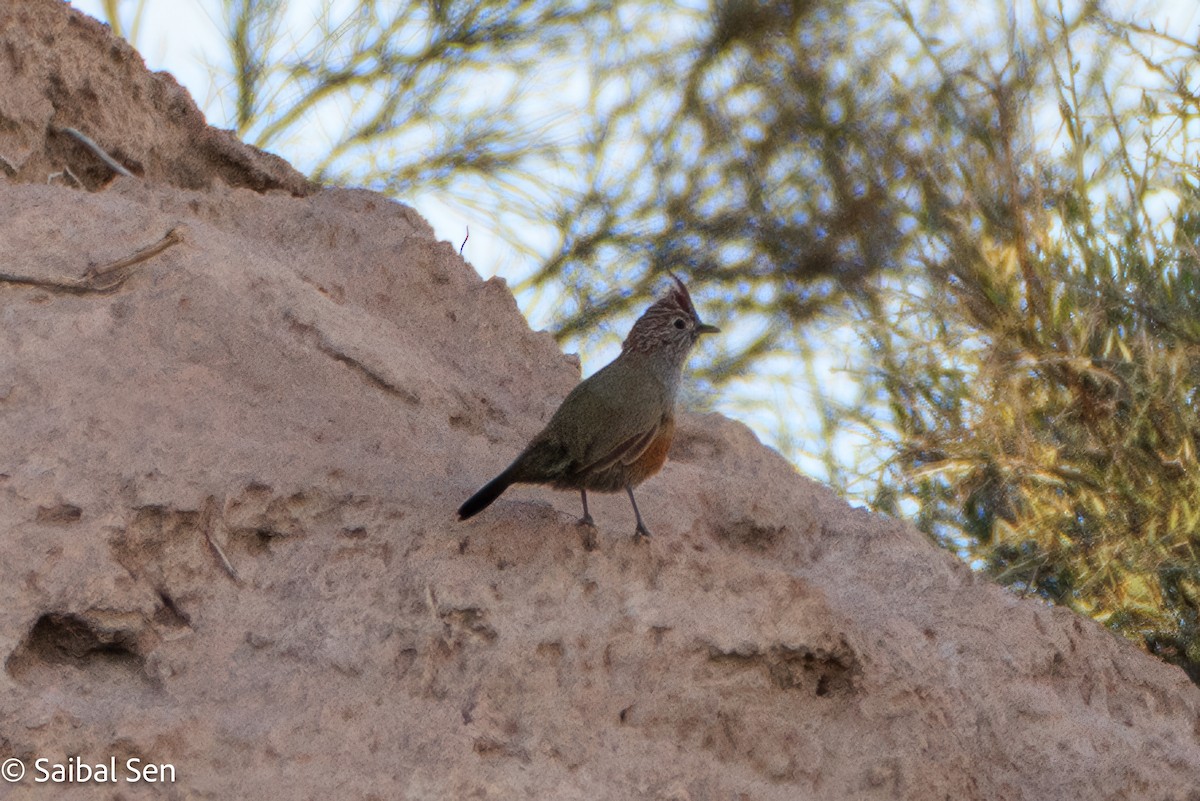Crested Gallito - ML636614932
