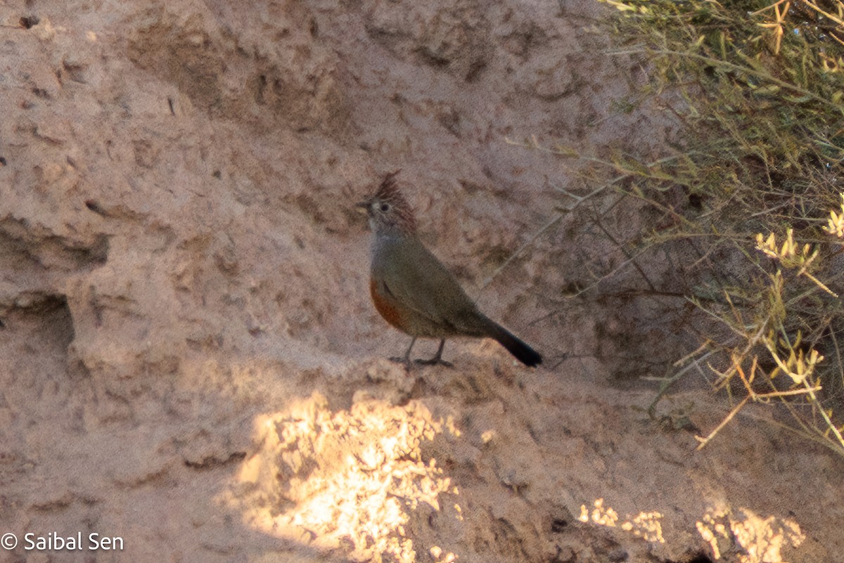 Crested Gallito - ML636614933