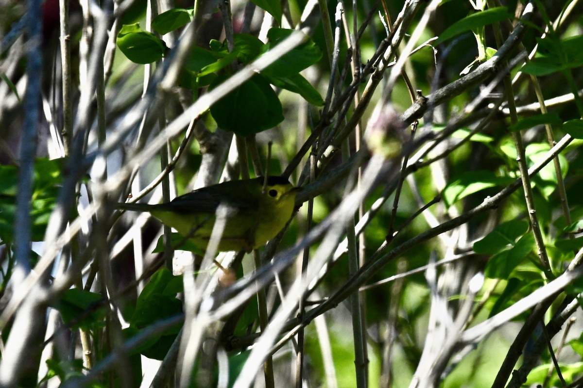 Wilson's Warbler - ML636615070