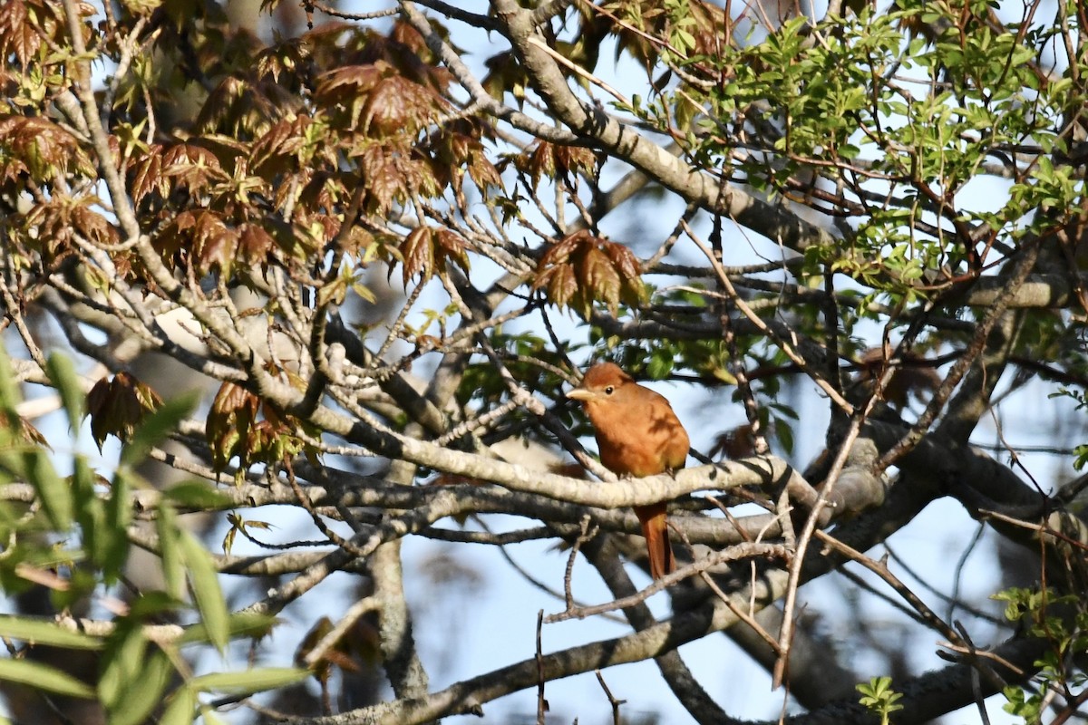 Summer Tanager - ML636615080