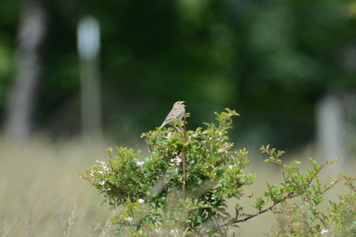 Grasshopper Sparrow - ML636615234