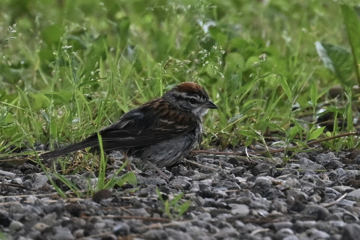 Chipping Sparrow - ML636615400