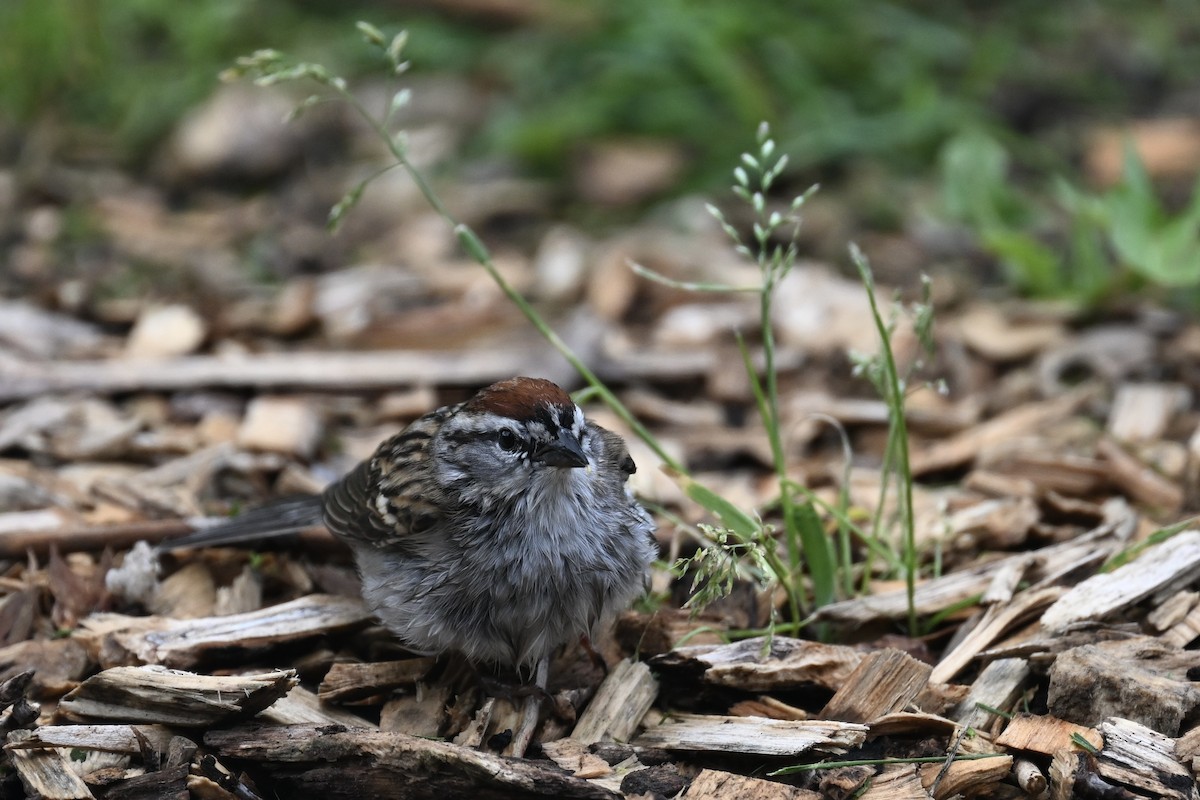 Chipping Sparrow - ML636615447