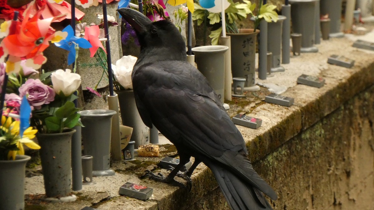 Large-billed Crow - ML636615497