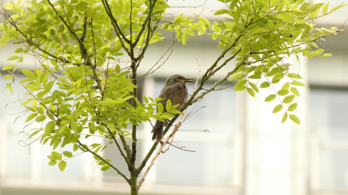 Brown-eared Bulbul - ML636615511