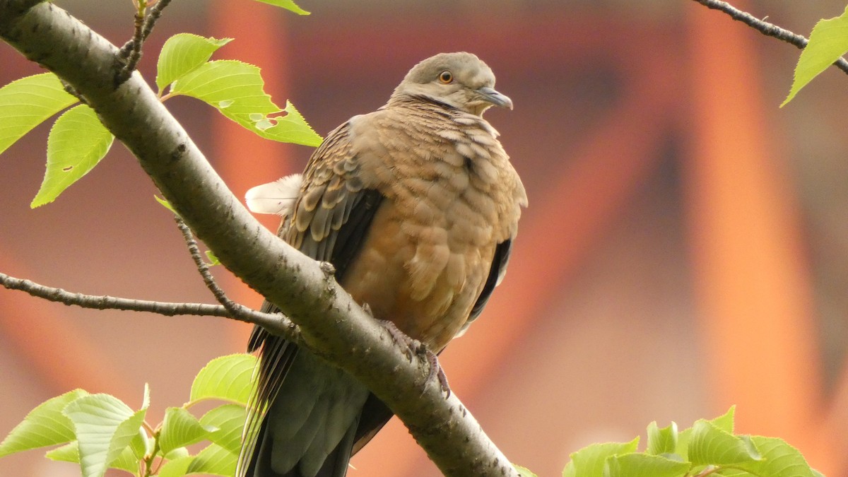 Дорнын хүүрзгэнэ - ML636615514