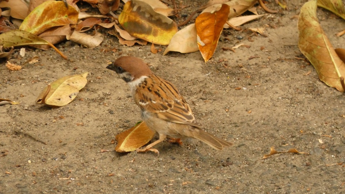 Хээрийн бор шувуу - ML636615544