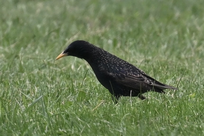 歐洲椋鳥 - ML636615585