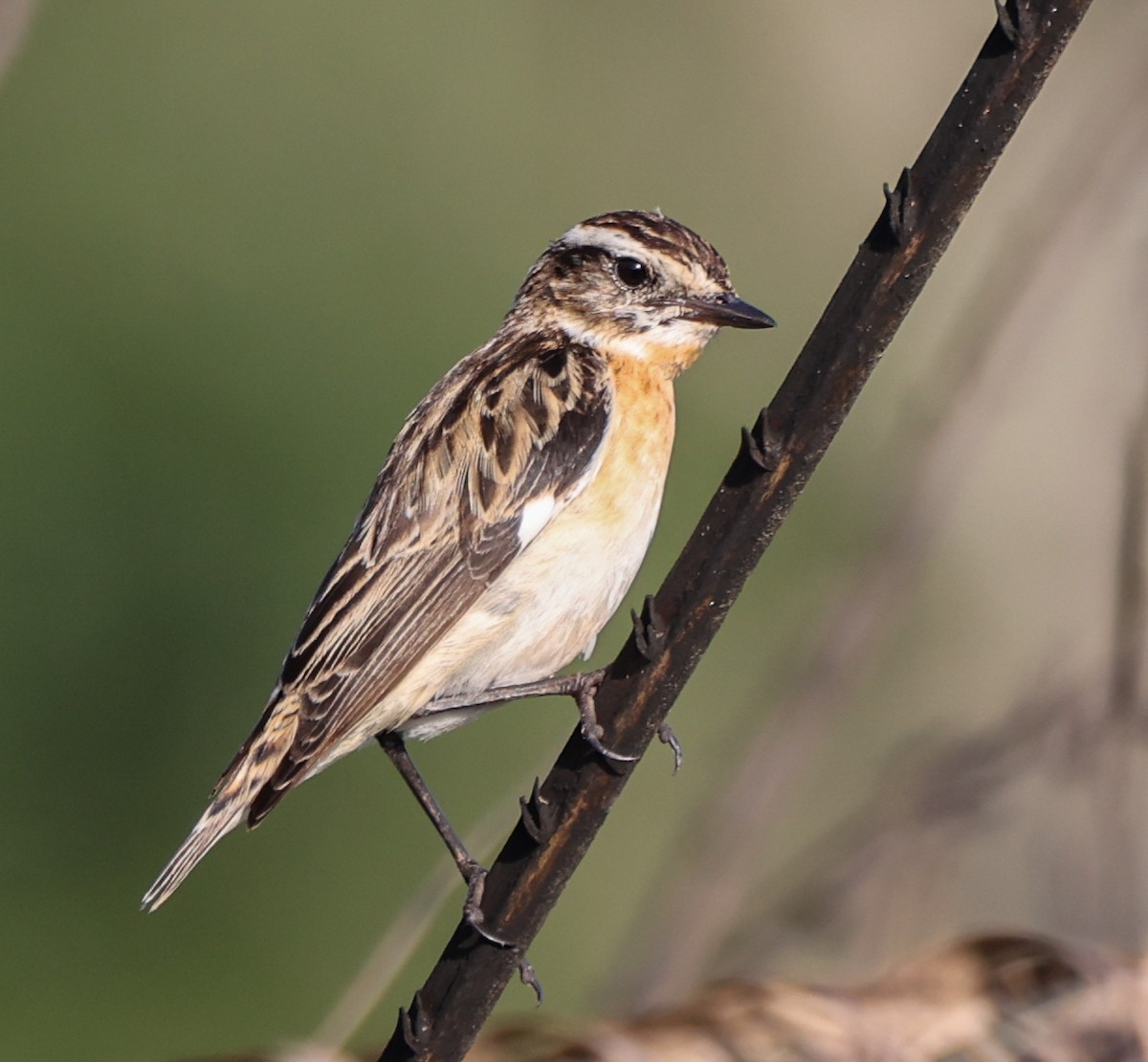 bramborníček hnědý - ML636615586