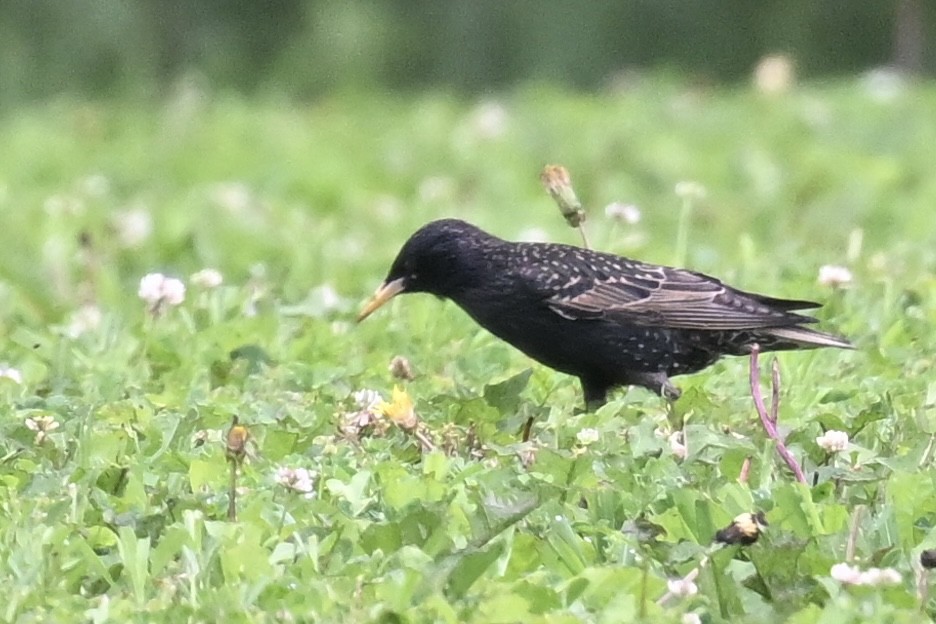 歐洲椋鳥 - ML636615589