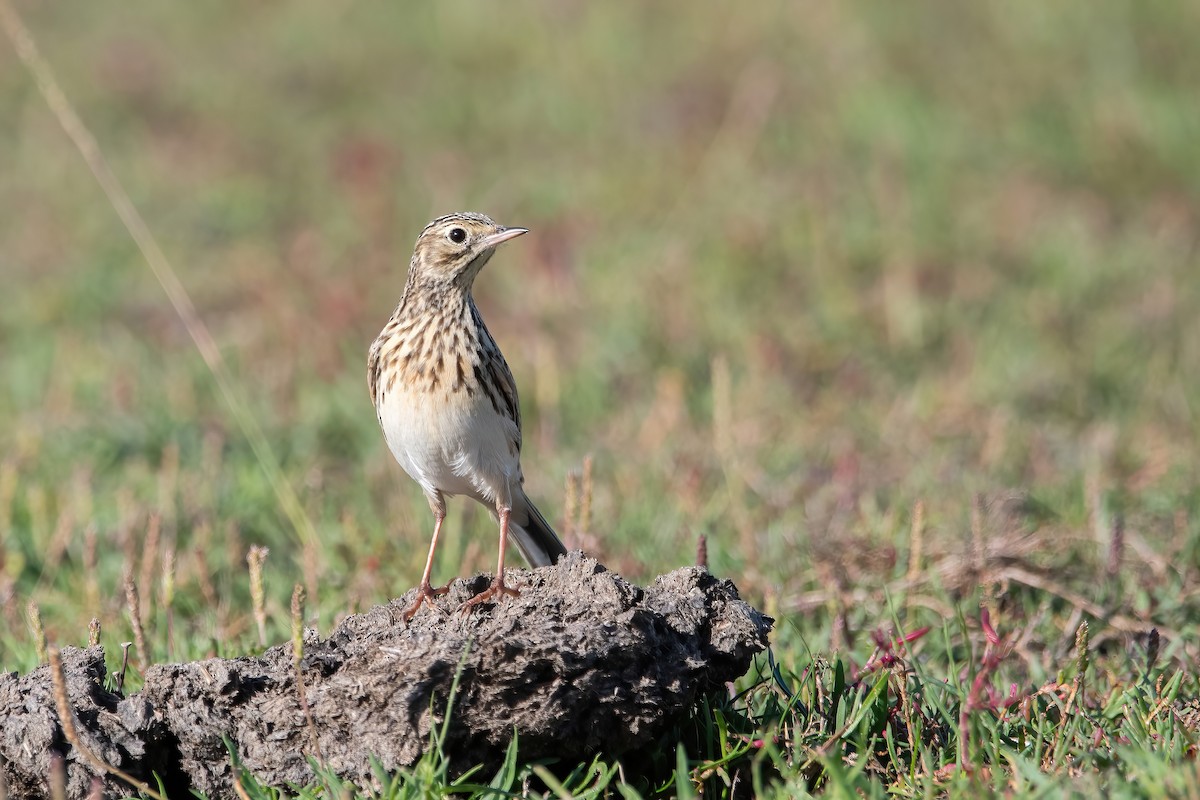 Short-billed Pipit - ML636615618