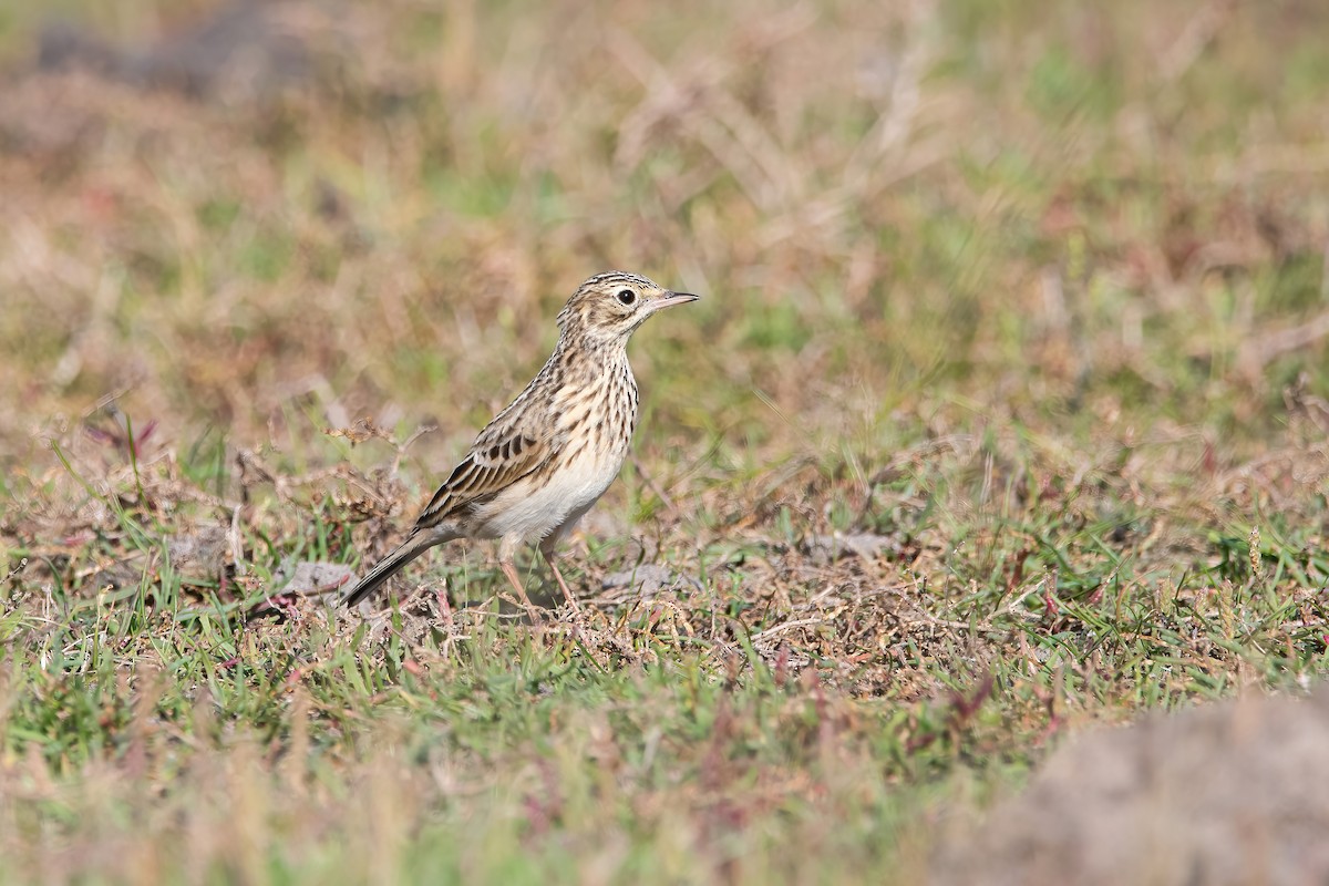 Short-billed Pipit - ML636615620