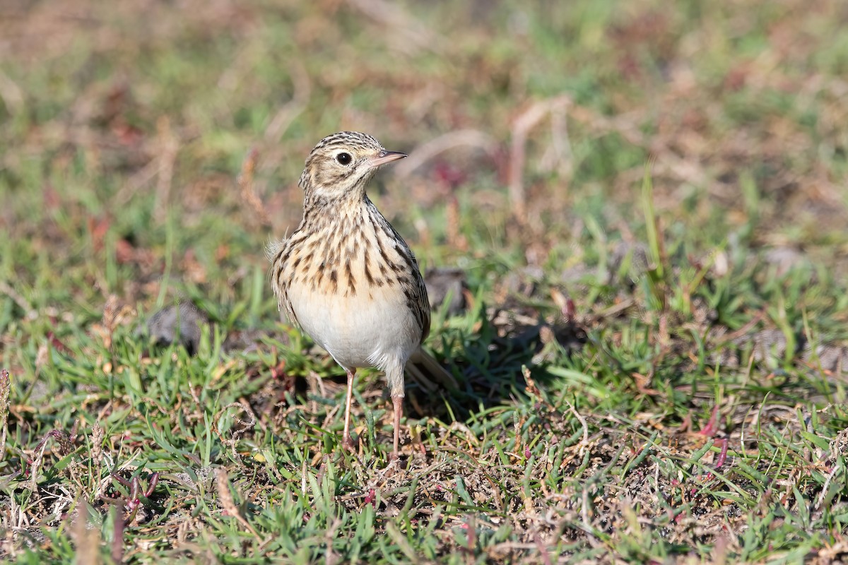 Short-billed Pipit - ML636615622