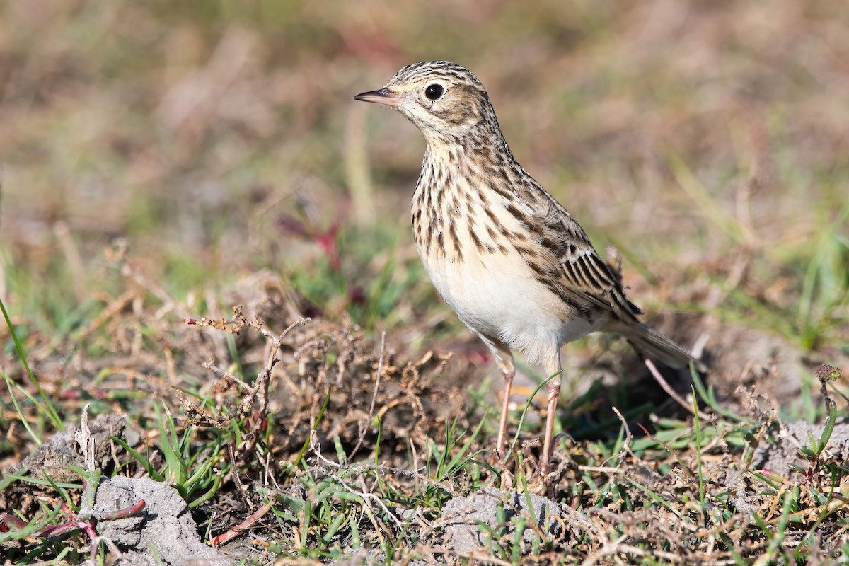 Short-billed Pipit - ML636615623