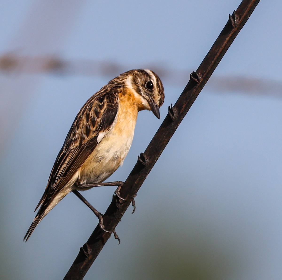 bramborníček hnědý - ML636615644