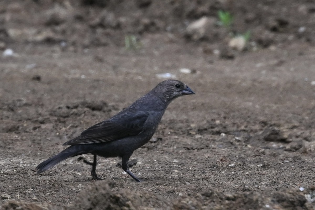 Brown-headed Cowbird - ML636615692
